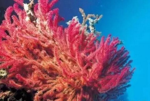 红珊瑚的特殊养生功效与真伪鉴定